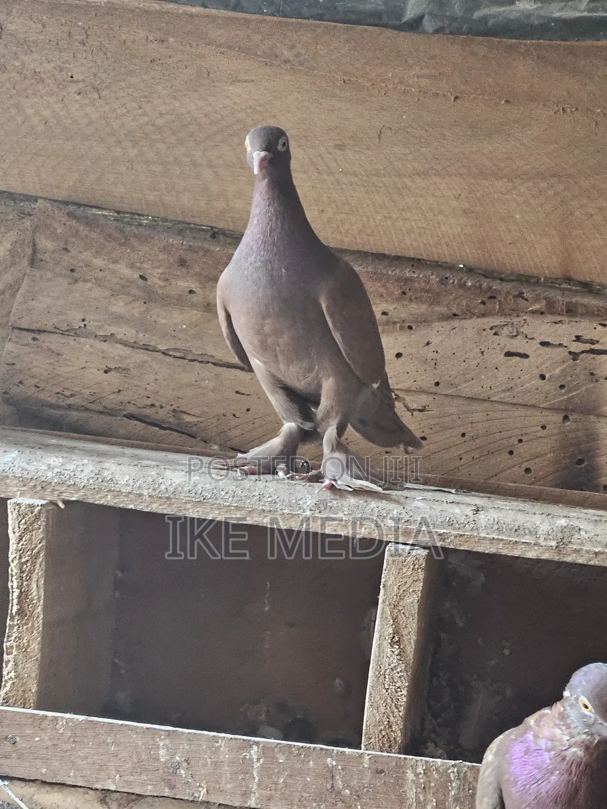 Recessive Red Pigeons