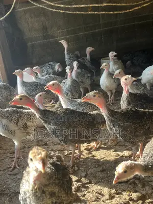 Turkeys for Sale