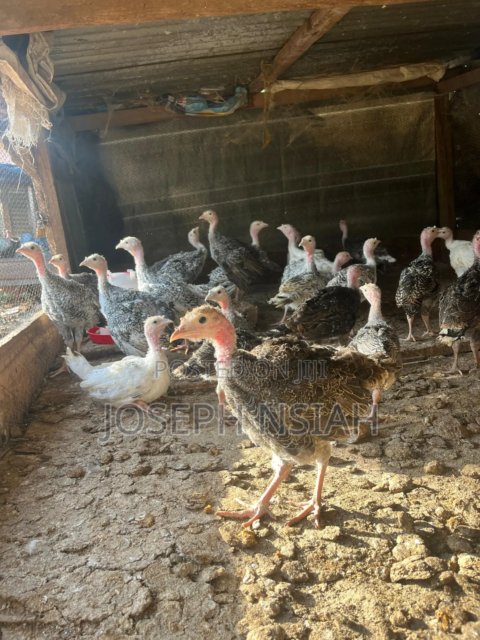 Turkeys for Sale