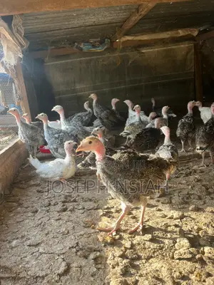 Turkeys for Sale