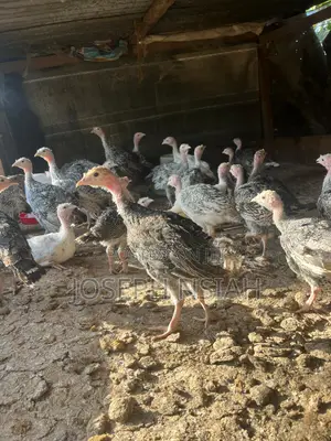 Turkeys for Sale
