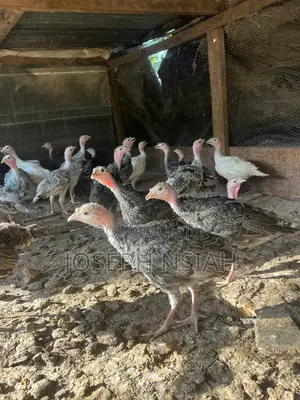 Turkeys for Sale