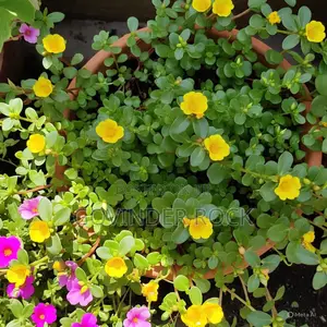 D D Floriculture Construction