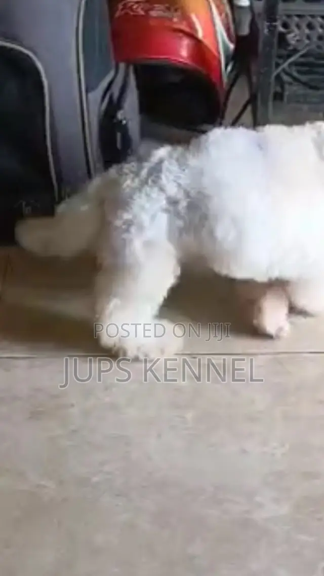 1-3 months Female Purebred Poodle
