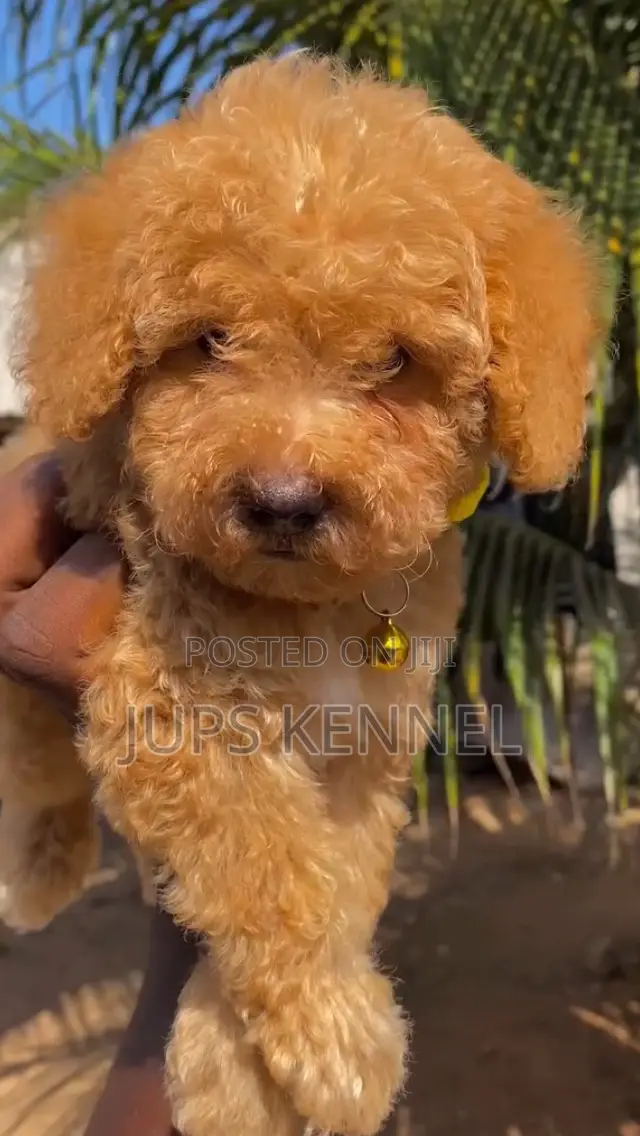 1-3 months Female Purebred Poodle