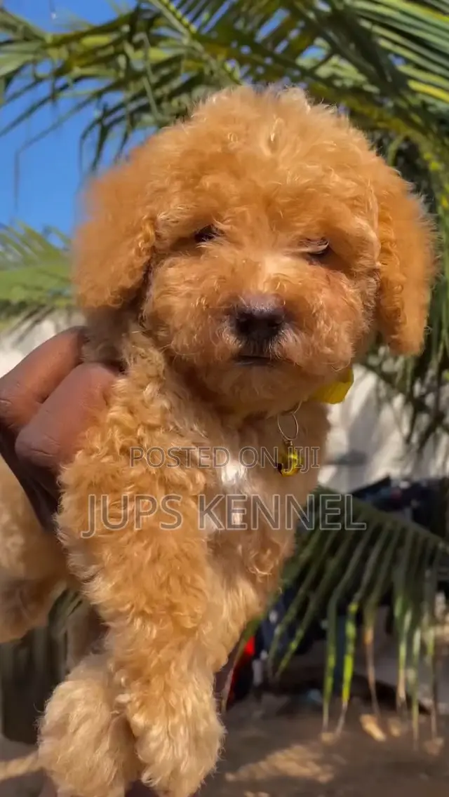 1-3 months Female Purebred Poodle