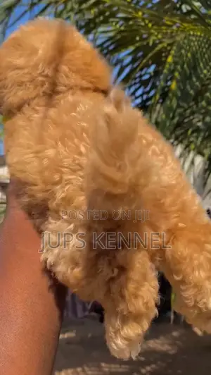 1-3 months Female Purebred Poodle