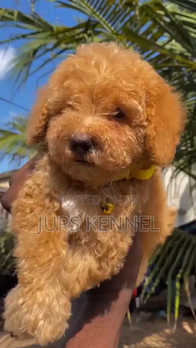 1-3 months Female Purebred Poodle