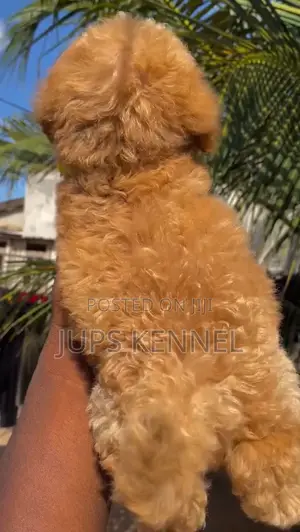 1-3 months Female Purebred Poodle