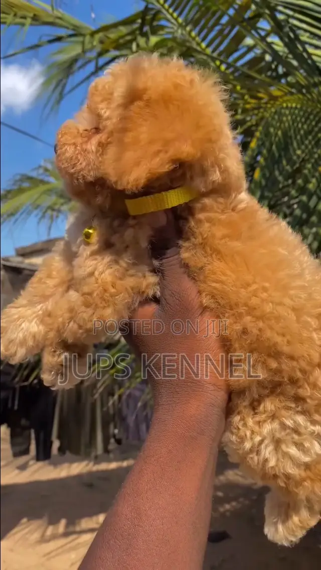 1-3 months Female Purebred Poodle