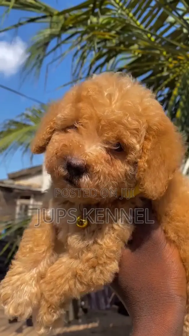 1-3 months Female Purebred Poodle