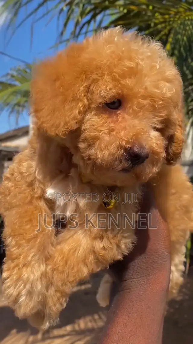 1-3 months Female Purebred Poodle