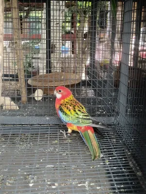 Exotic Eastern Red Rosella