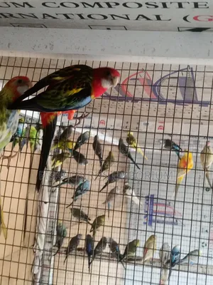 Exotic Eastern Red Rosella