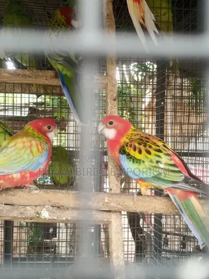 Exotic Eastern Red Rosella