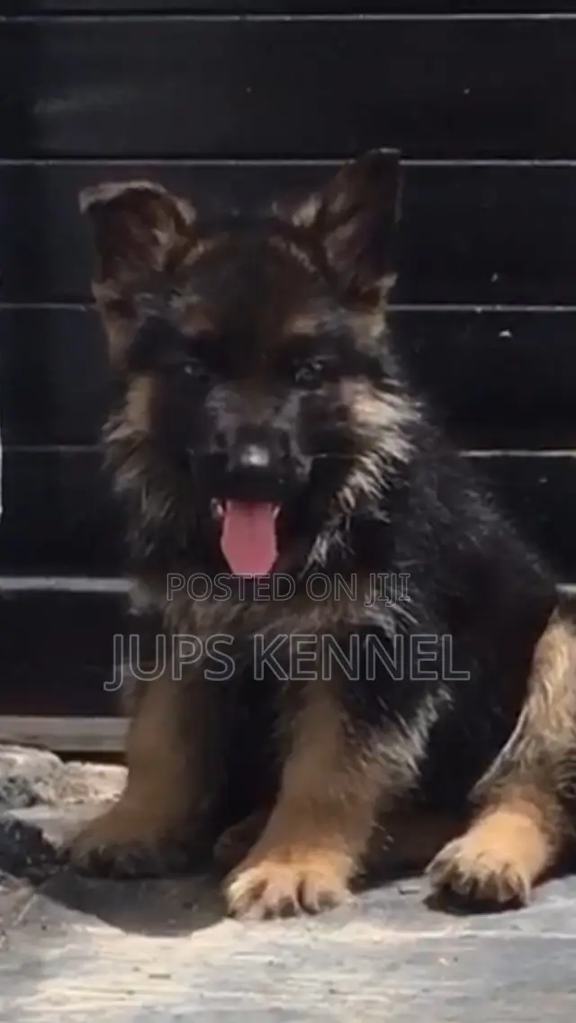 1-3 months Female Purebred German Shepherd