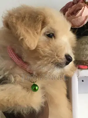 1-3 months Female Purebred Poodle