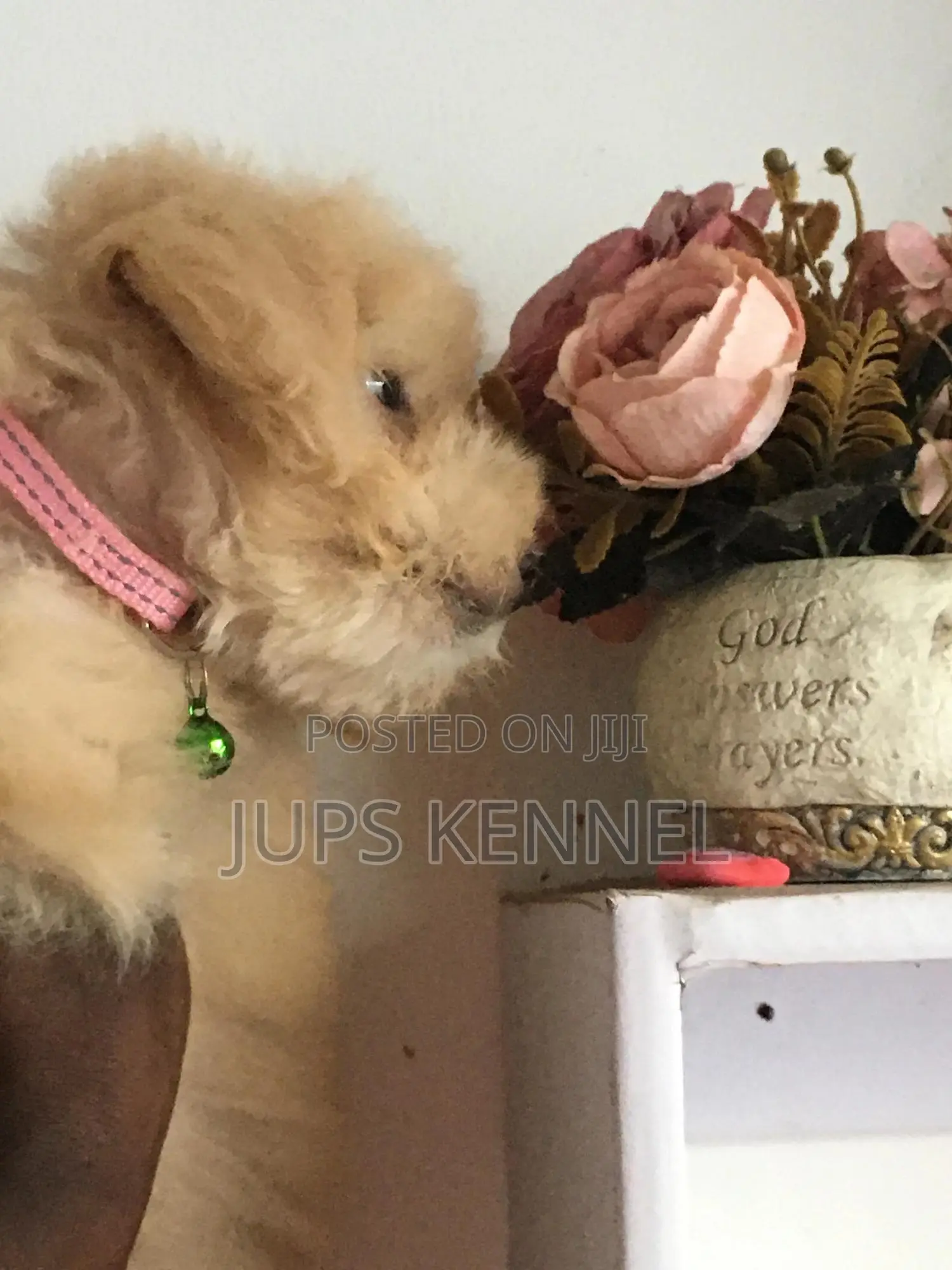 1-3 months Female Purebred Poodle