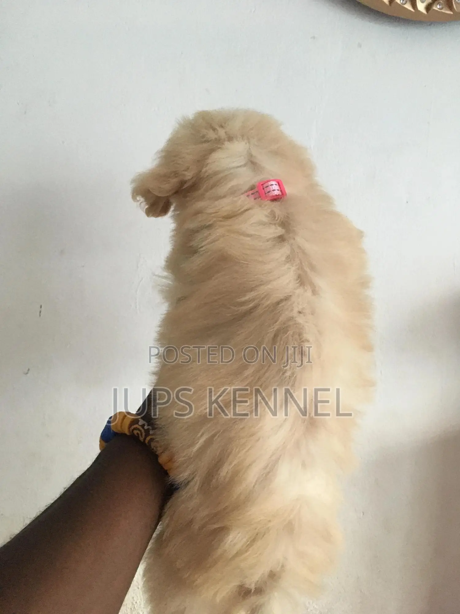 1-3 months Female Purebred Poodle