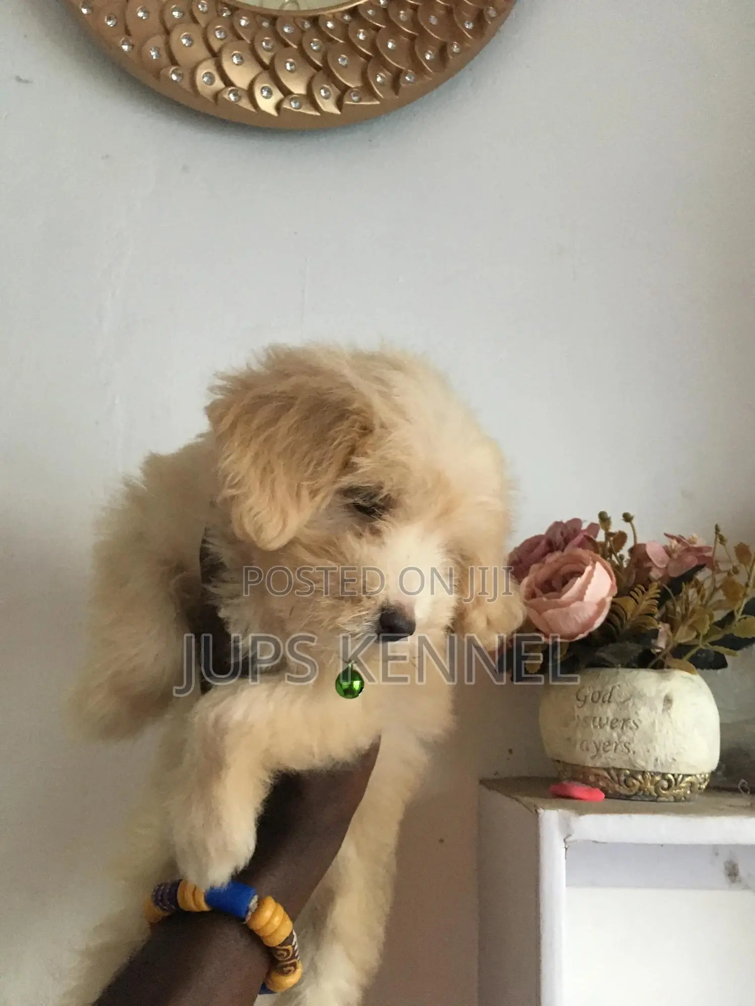 1-3 months Female Purebred Poodle