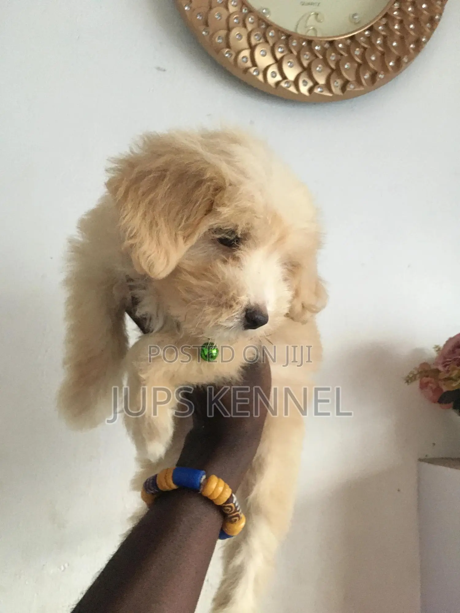 1-3 months Female Purebred Poodle