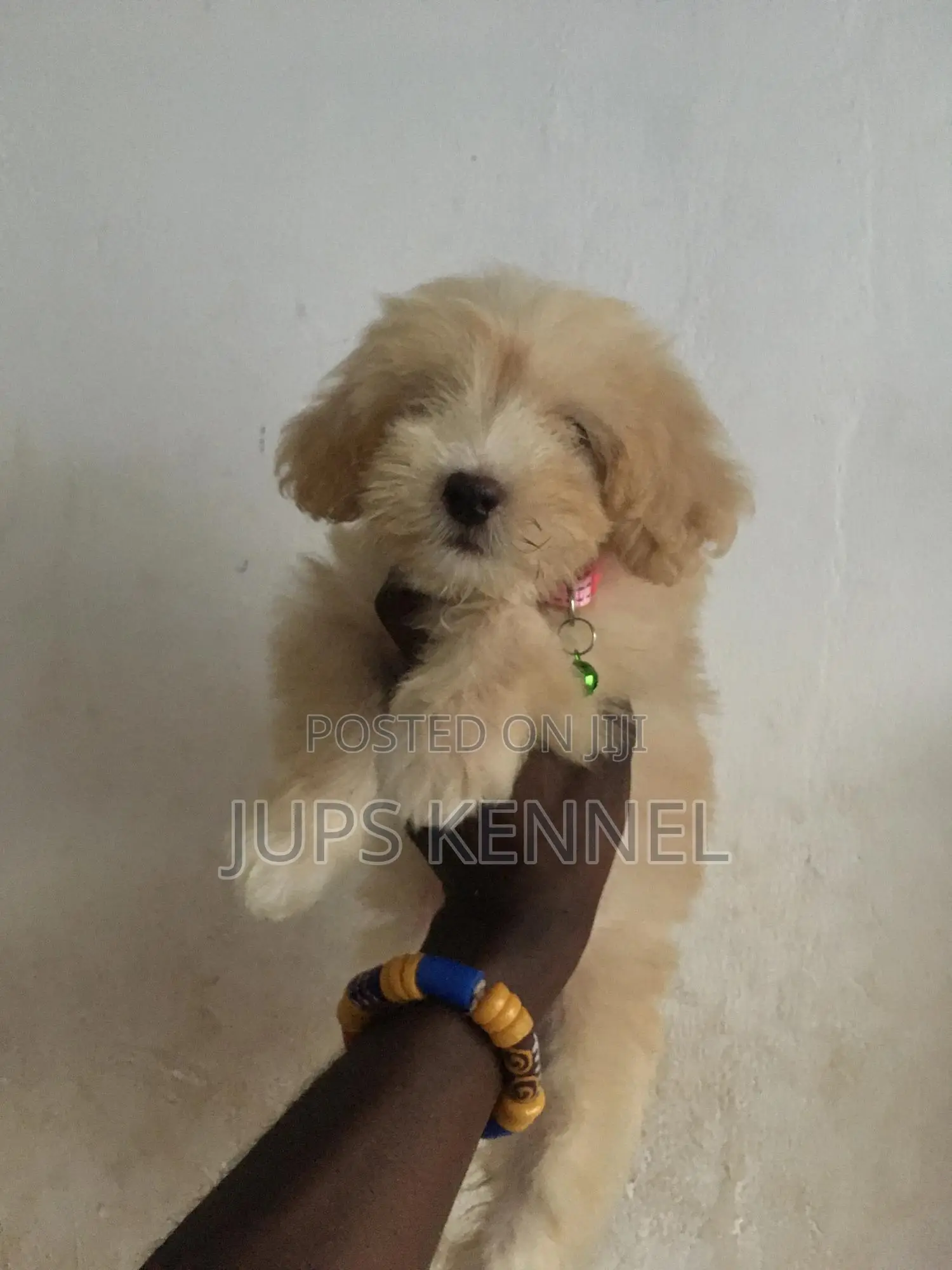 1-3 months Female Purebred Poodle