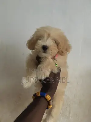 1-3 months Female Purebred Poodle