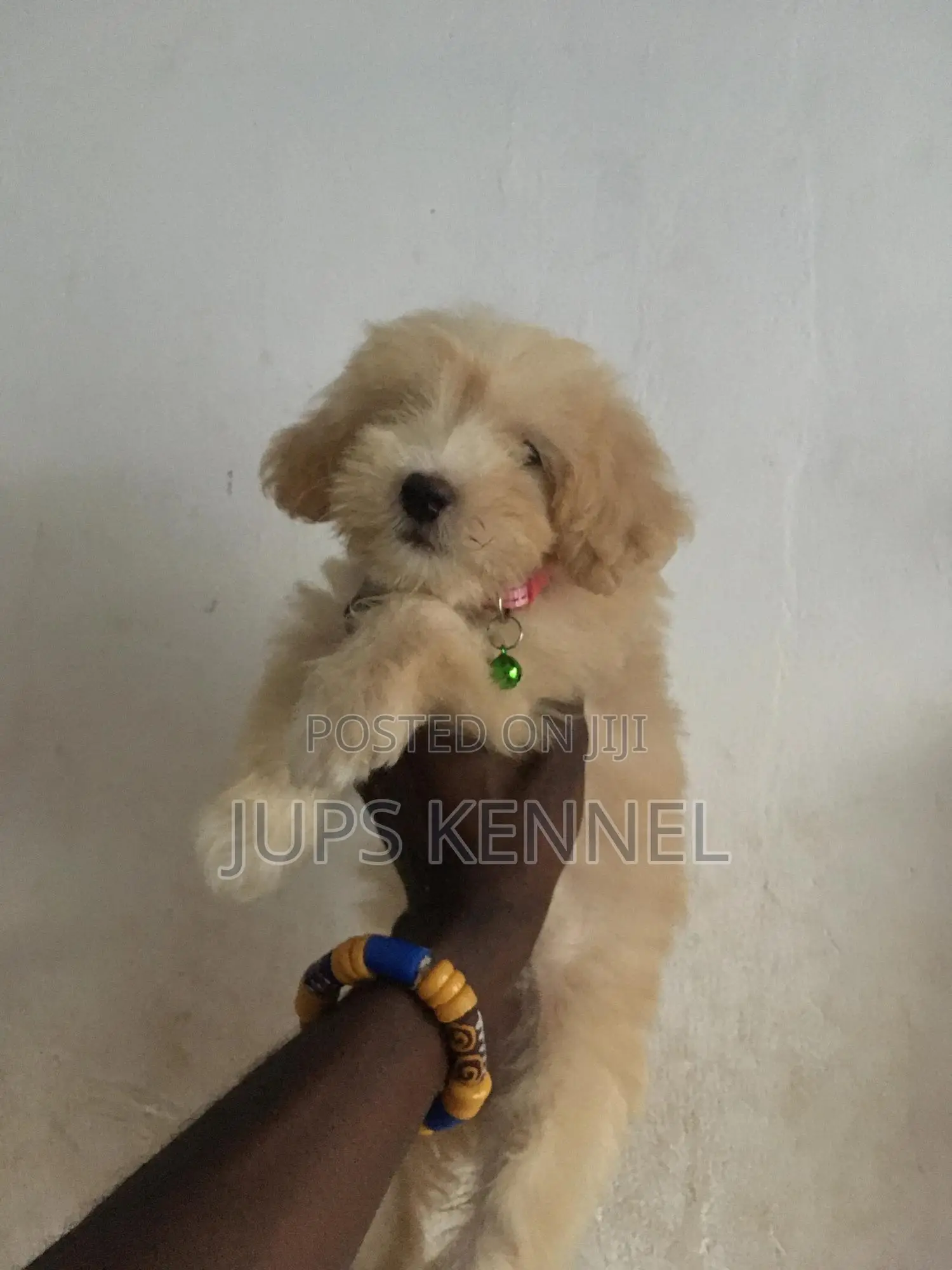 1-3 months Female Purebred Poodle