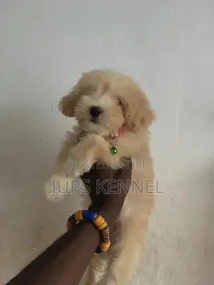 1-3 months Female Purebred Poodle
