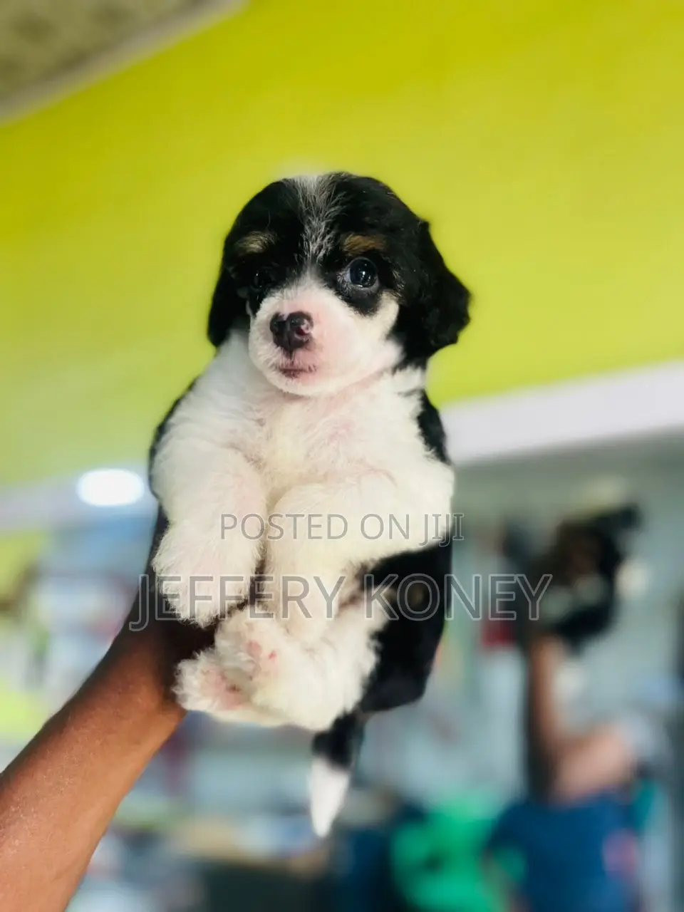 1-3 months Female Purebred Poodle