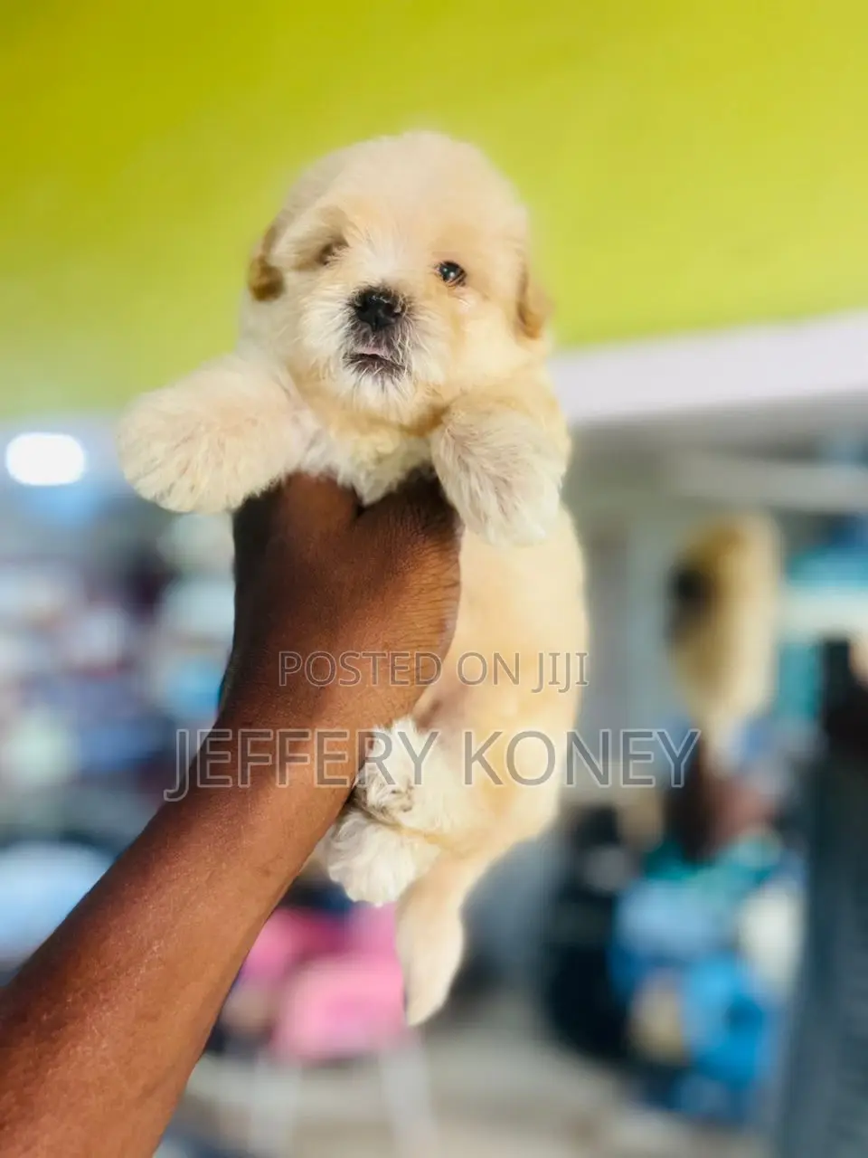 1-3 months Male Purebred Poodle