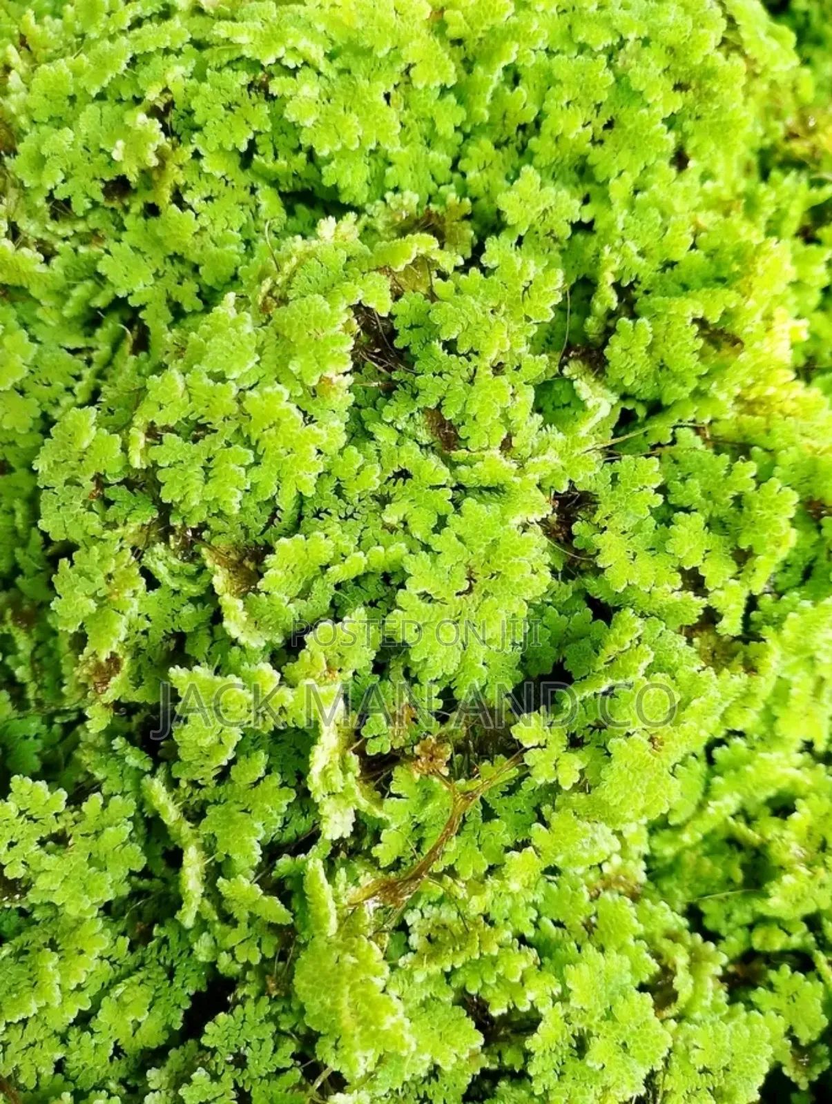 Azolla Seeds / Plants