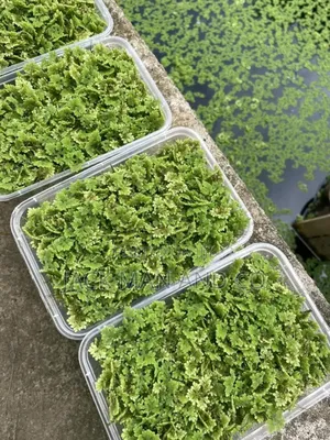 Azolla Seeds / Plants