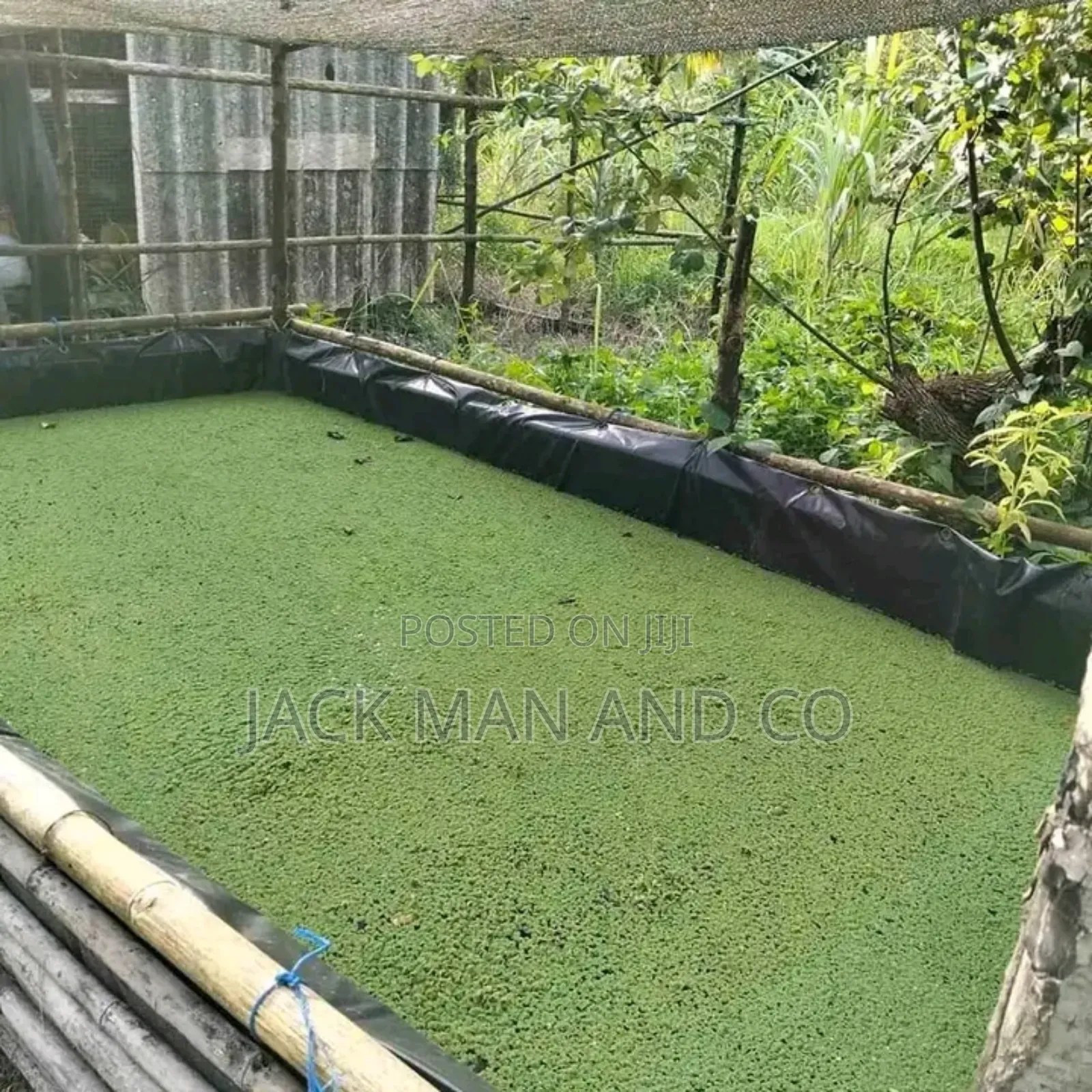 Azolla Seeds / Plants