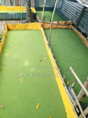 Azolla Seeds / Plants