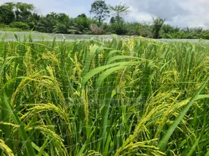 Rice and Fishing Nets Available
