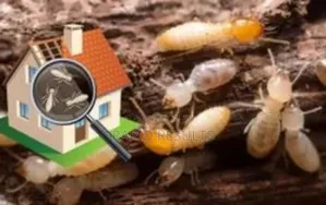Termite Specialist Fumigation Services