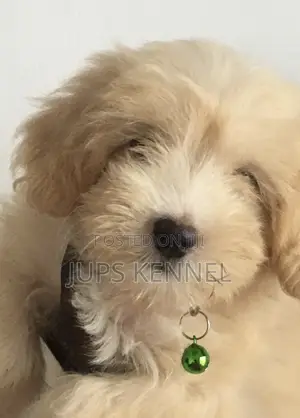 1-3 months Female Purebred Poodle