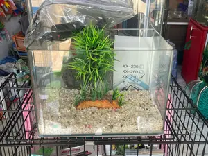 Queens Table Top Aquarium