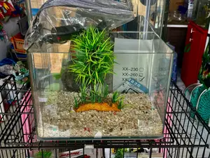 Queens Table Top Aquarium
