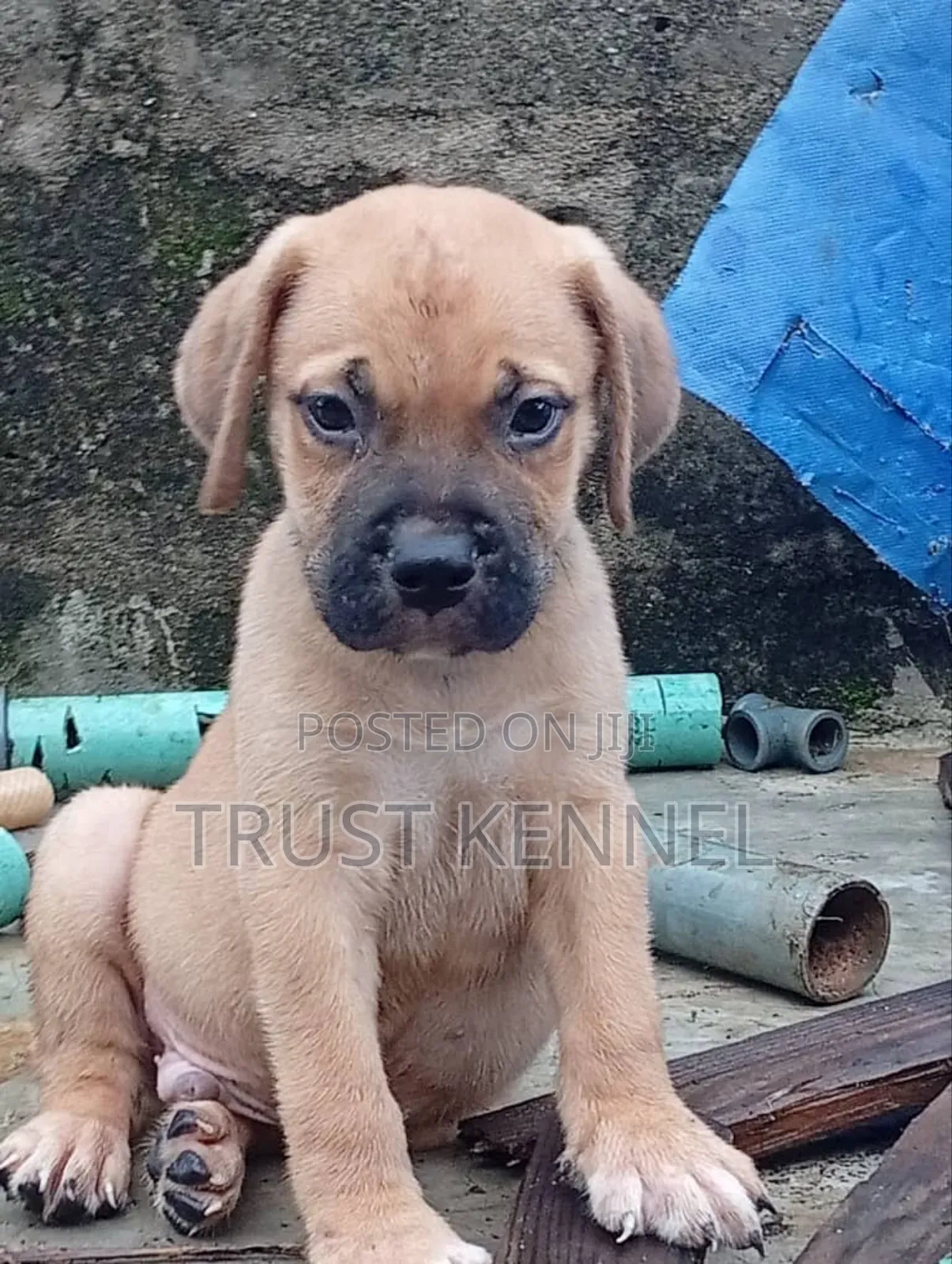 1-3 months Female Purebred Boerboel
