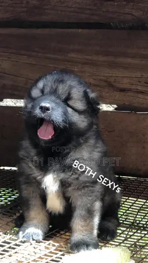 1-3 months Male Purebred Caucasian Shepherd