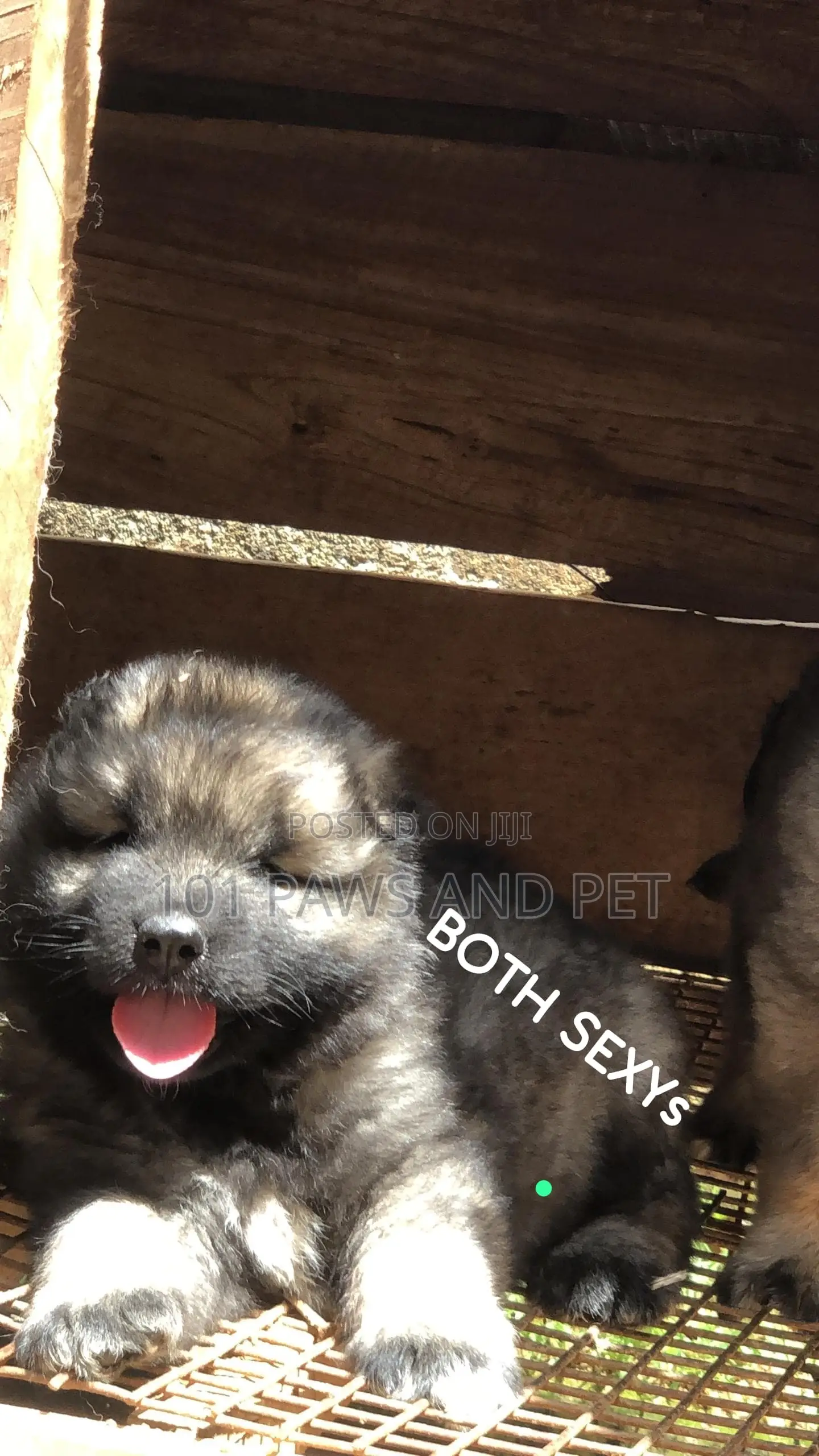 1-3 months Male Purebred Caucasian Shepherd