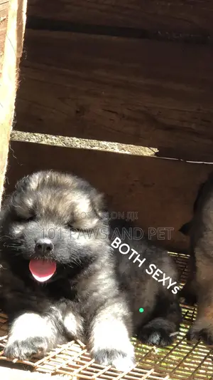 1-3 months Male Purebred Caucasian Shepherd