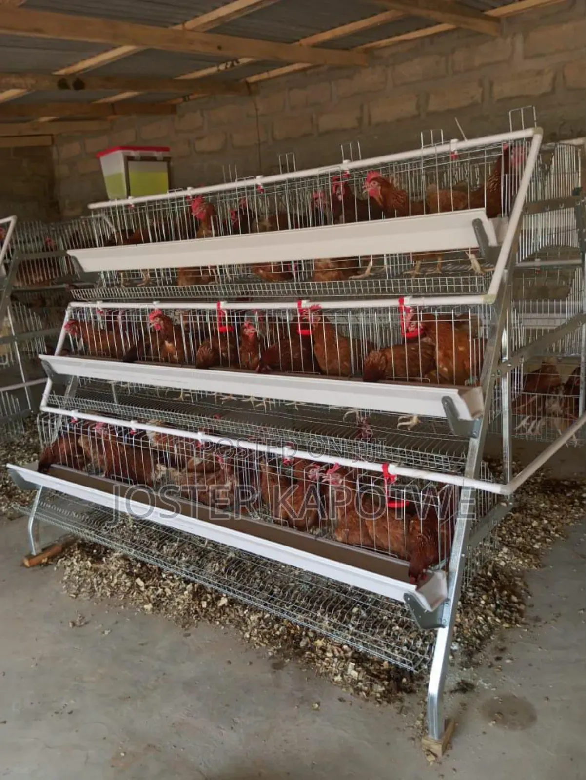 Chicken Cages