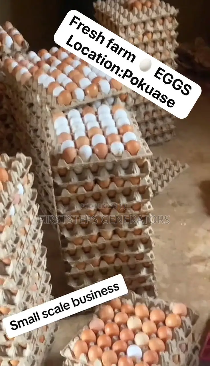 Yellow Yolk Fresh Farm Eggs at Wholesale Eggs Price Pokuase
