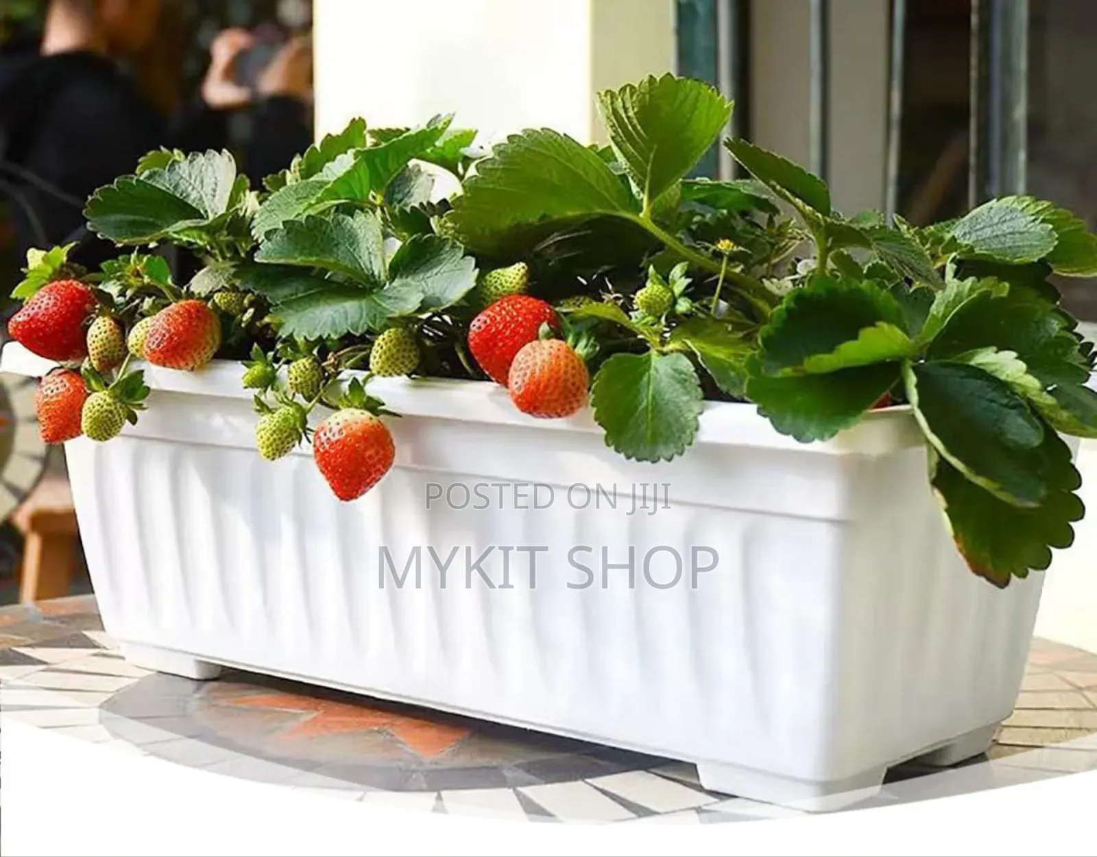 Fruit And Vegetables Planting Pots