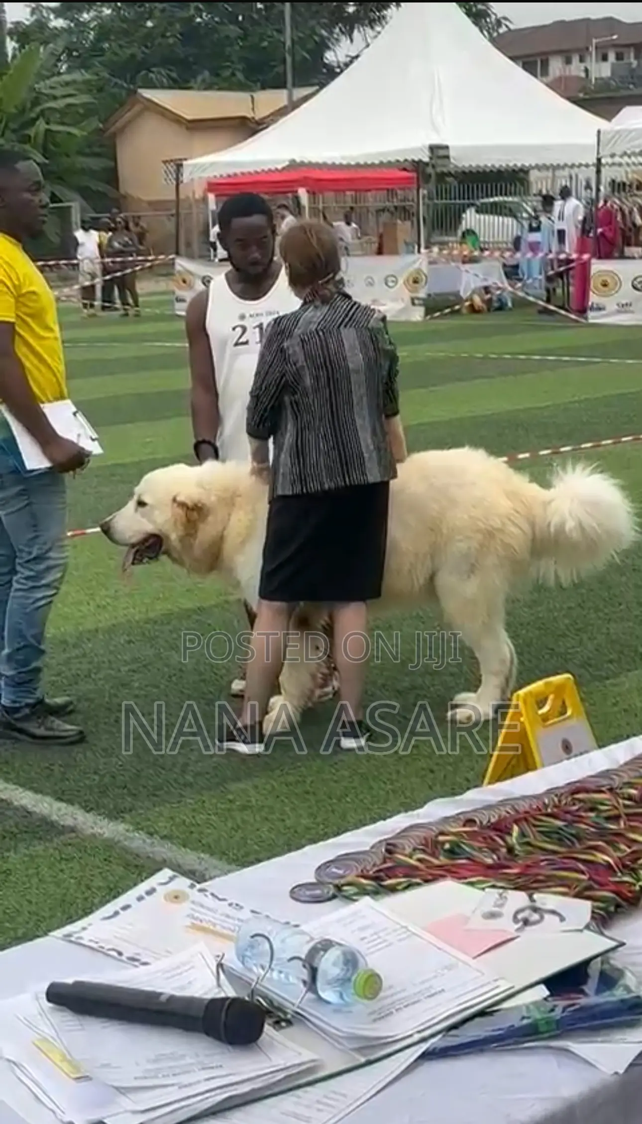 1+ year Male Purebred Caucasian Shepherd