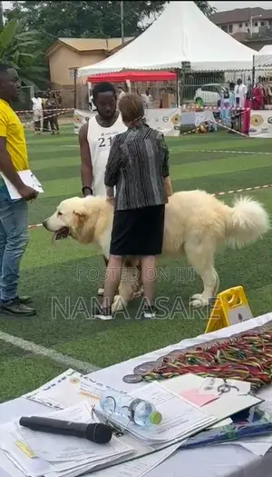 1+ year Male Purebred Caucasian Shepherd