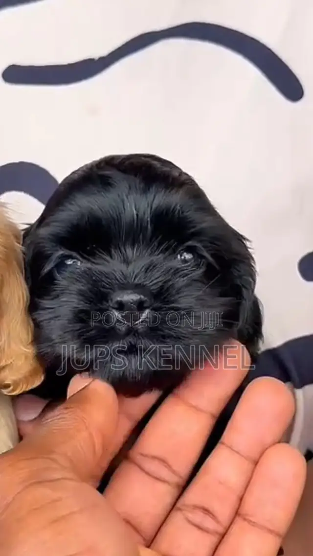 1-3 months Female Purebred Cocker Spaniel